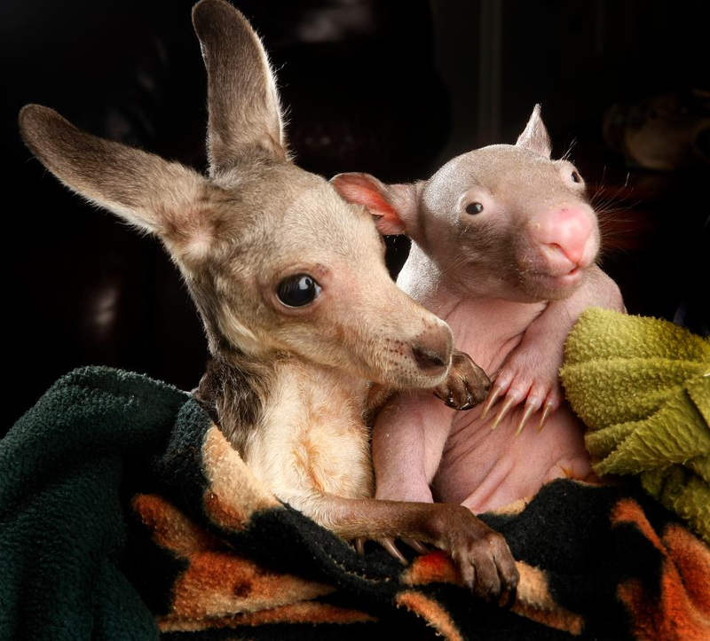 Illustration for article titled This image of an orphaned kangaroo cuddling with an orphaned wombat will melt your heart